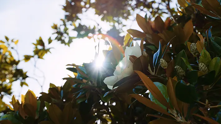 Parcs et jardins Office Tourisme Pau